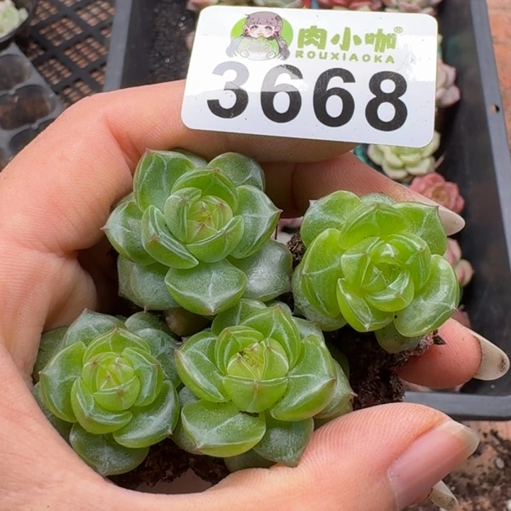 多肉植物多肉植物