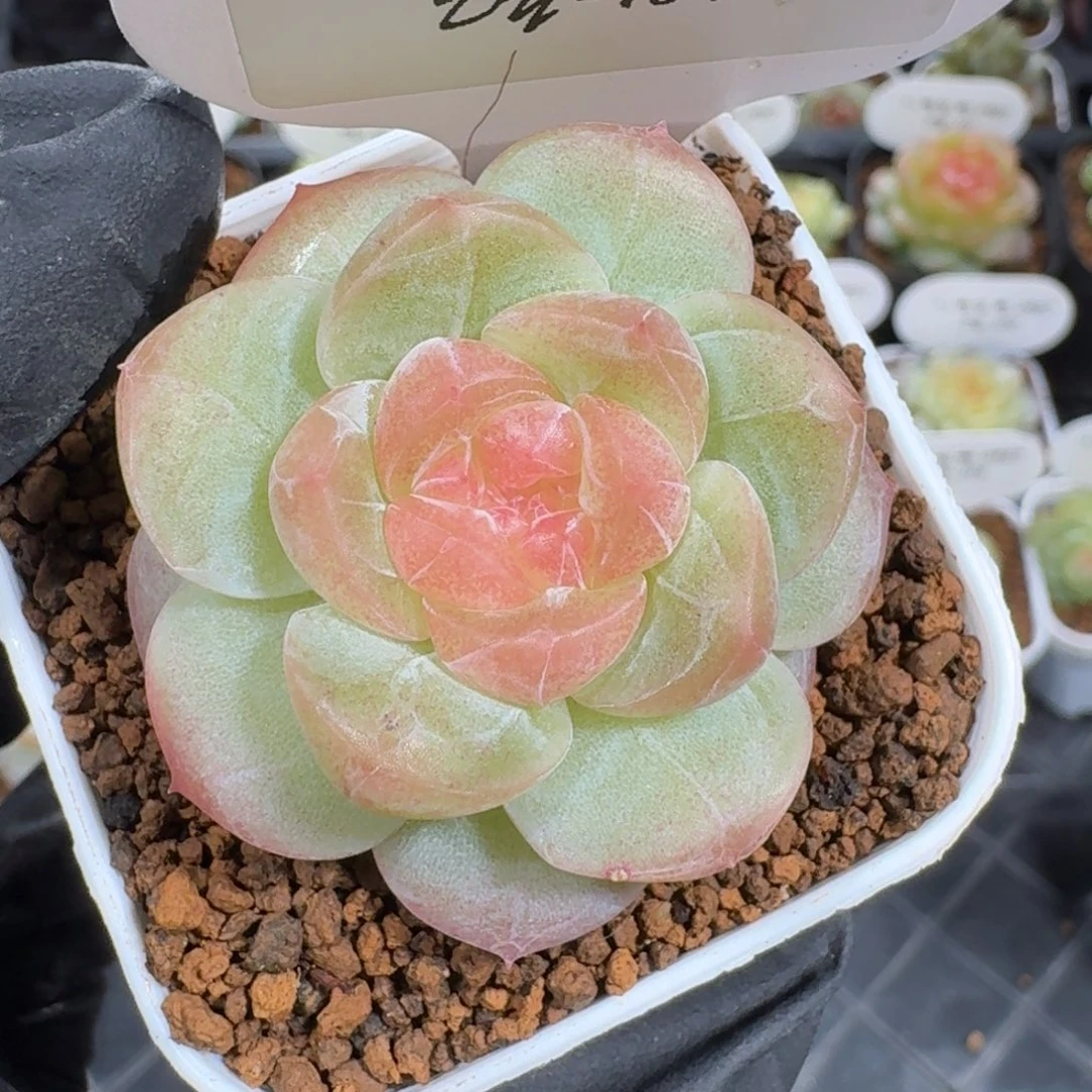 0927-184-清晖单头