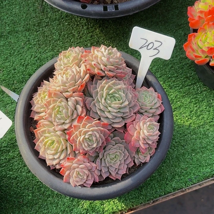 木***贝丽娟花卉粉青月影新品