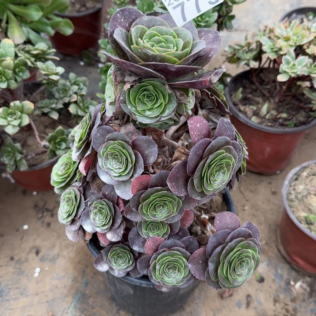 精控魅金773满20包邮断枝不包