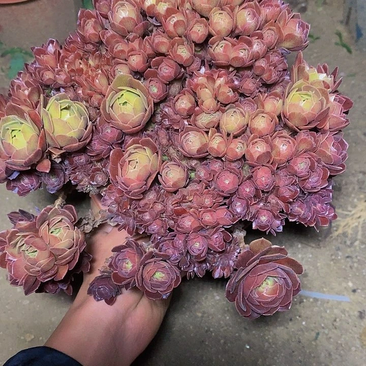 多肉植物保护研究所