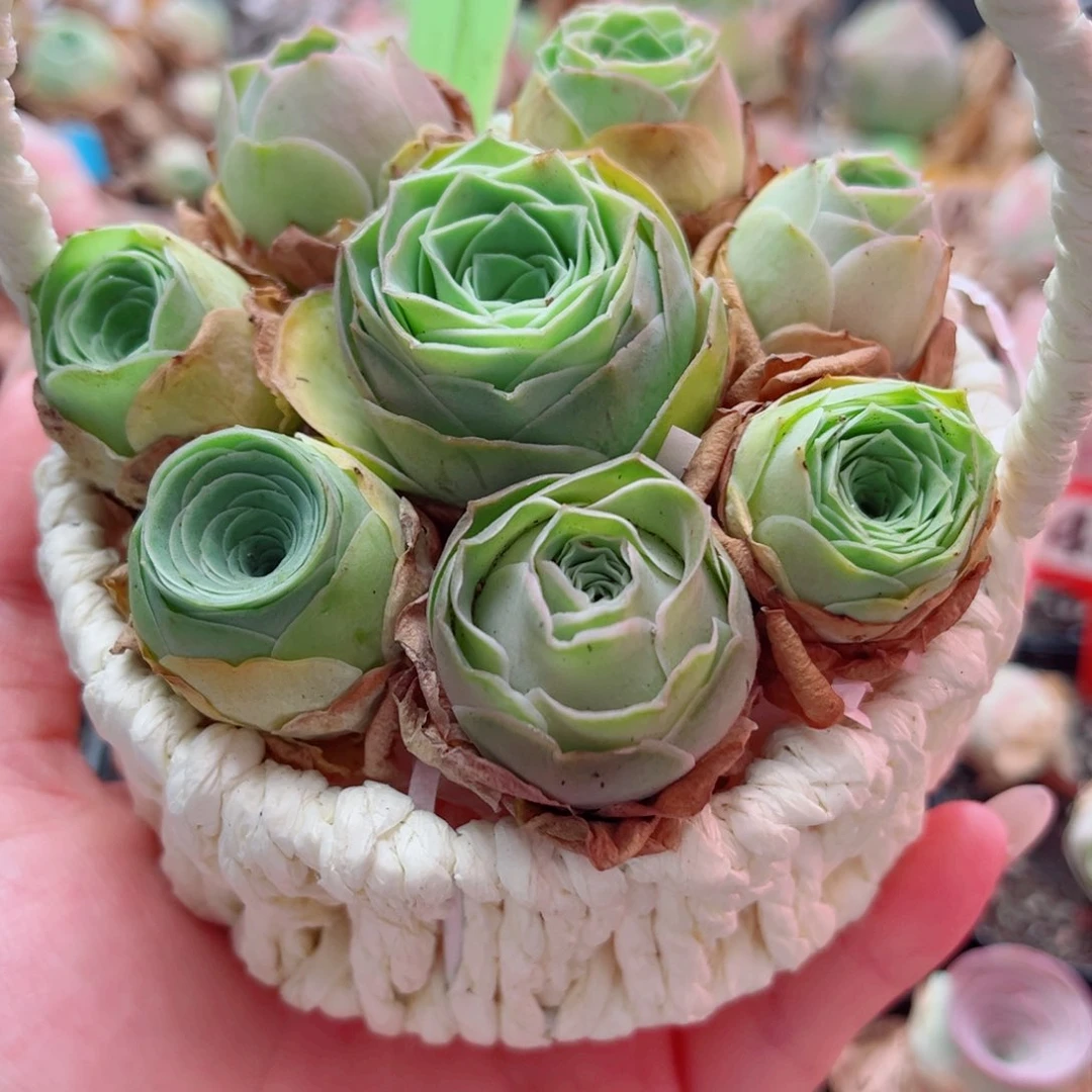 秋**叶A298 花篮一物一拍