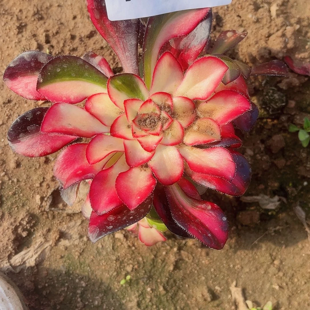 哆**朱4666花蝴蝶多肉植物