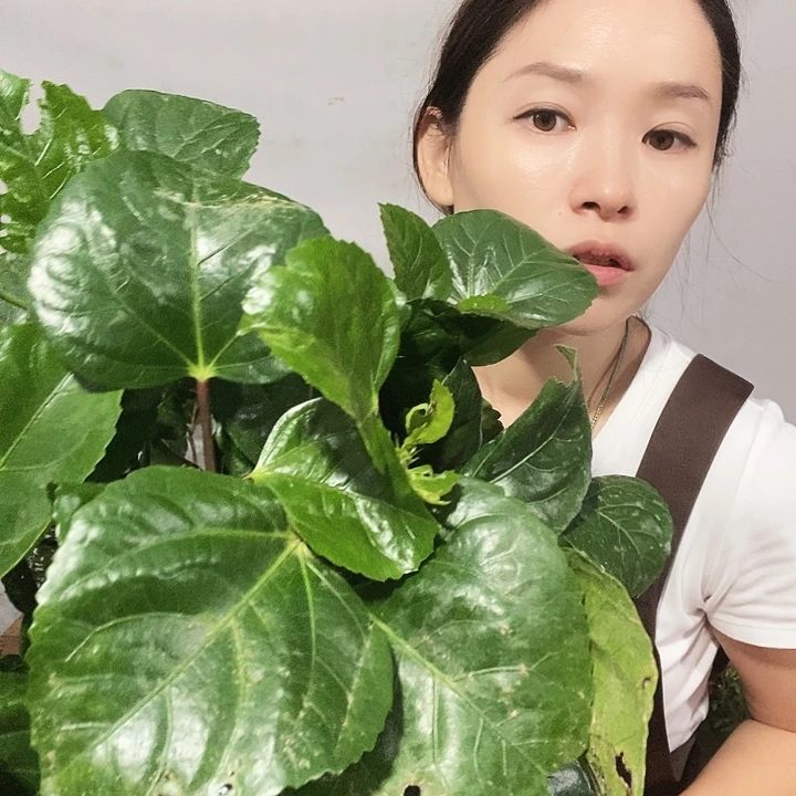 全部花苞美国大红，到家不换盆