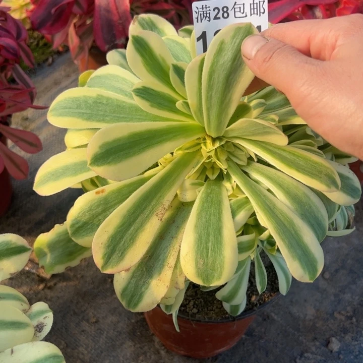 1334南辛尼亚多肉植物