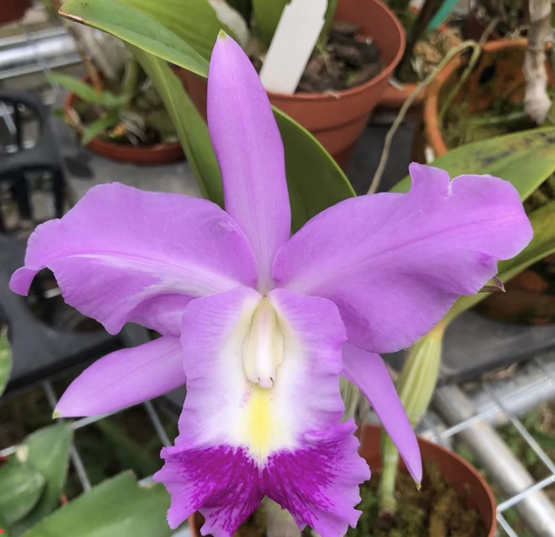 爱华德卡特兰 爆花好养室内阳台 云南鲜花绿植