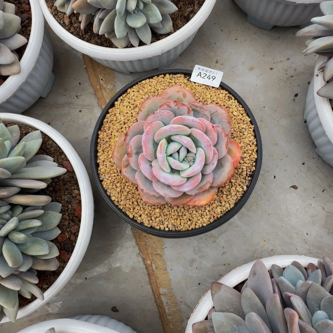 a a a a a a a a a a a 249