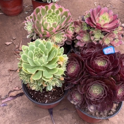 607多肉植物组合