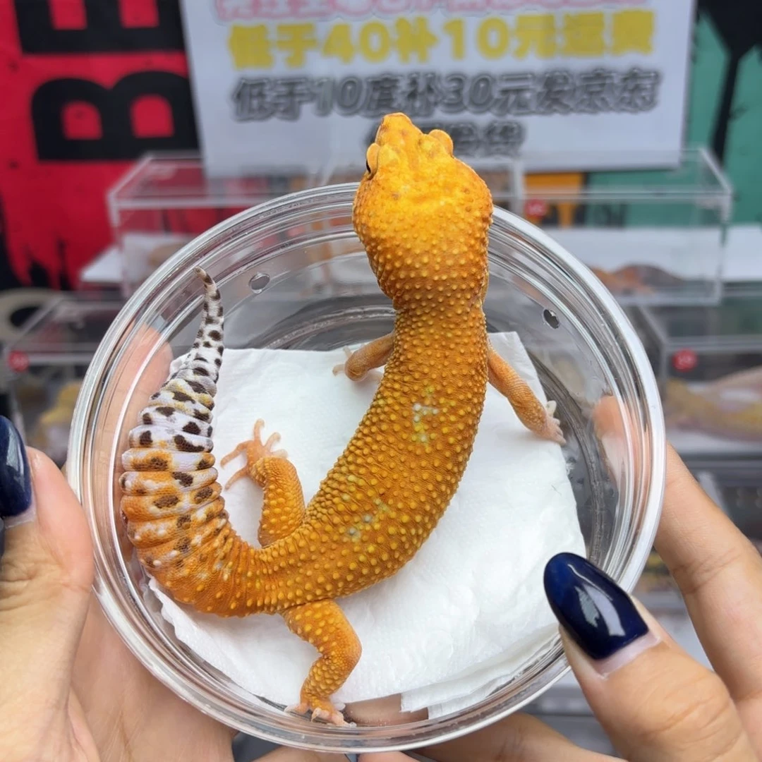 豹纹守宫蜜橘公……