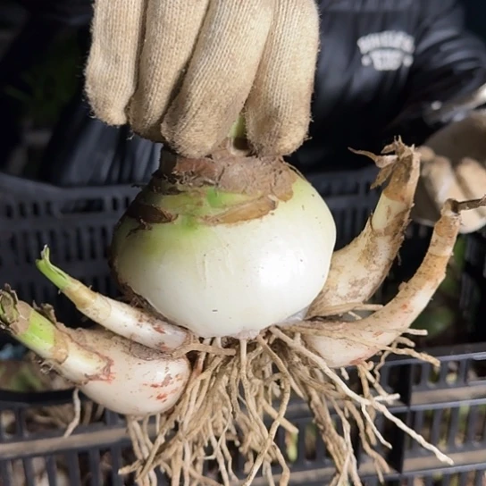 甜蜜妮芙26号 9～10主球带4个侧 开花包对版