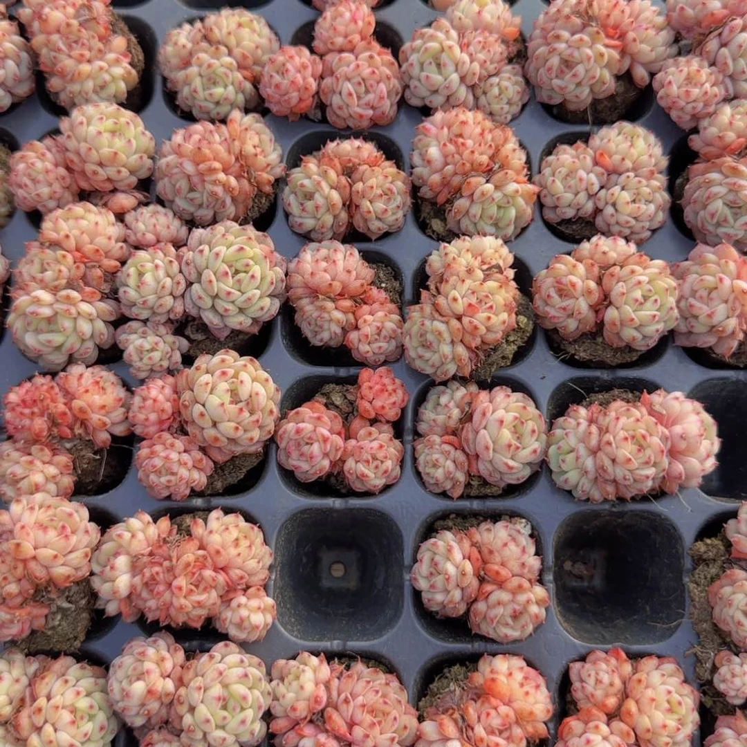 白胖子一颗全场满28包邮
