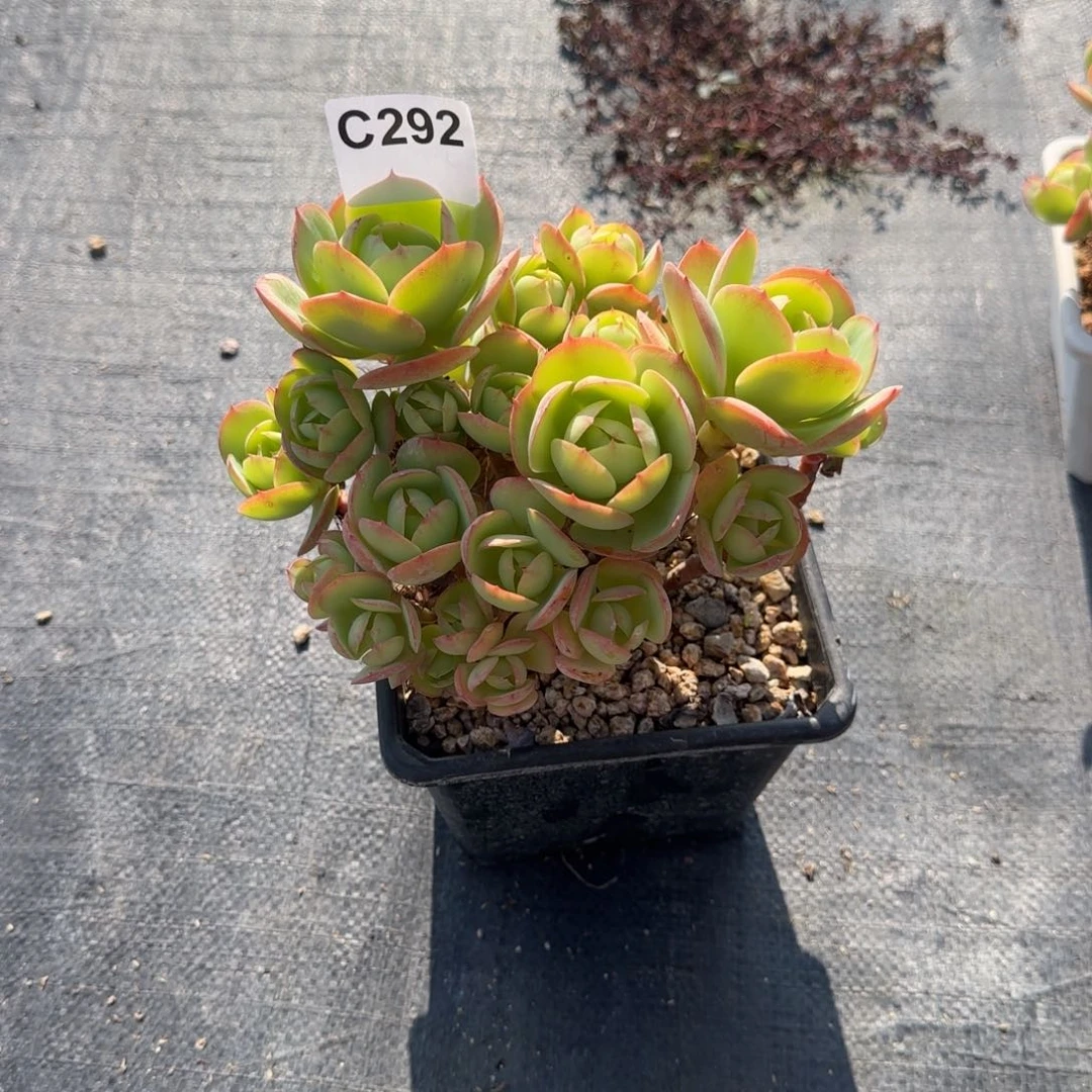 九***久精品多肉一物一拍292