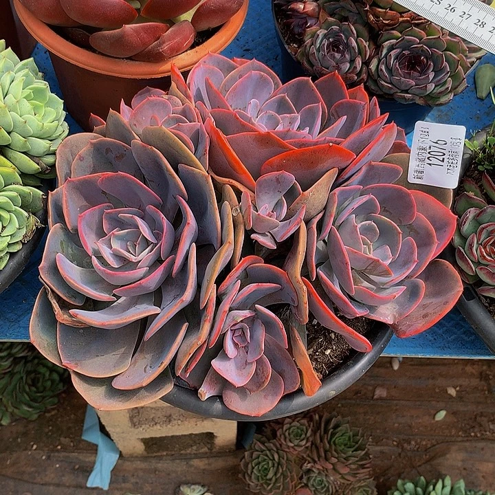 哈***姐    尘埃玫瑰多肉12076