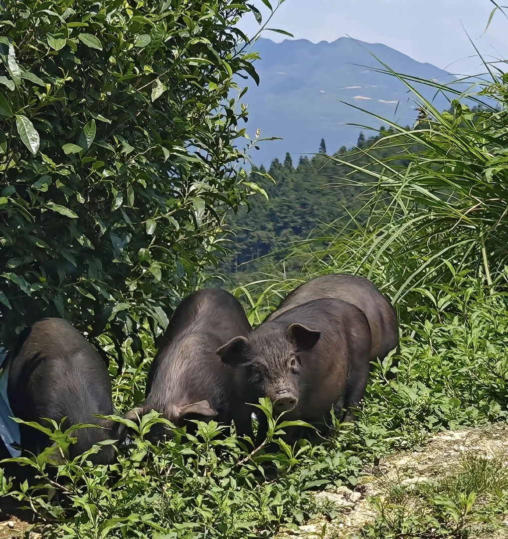 贵州本地农村自家养的黑猪肉