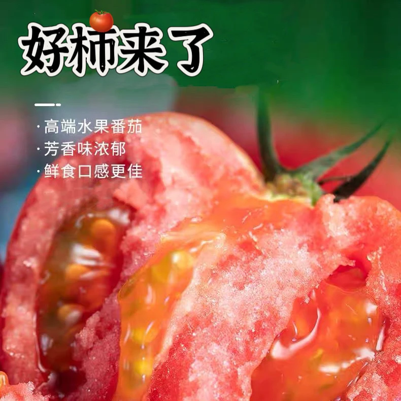 永清正宗普罗旺斯西红柿
