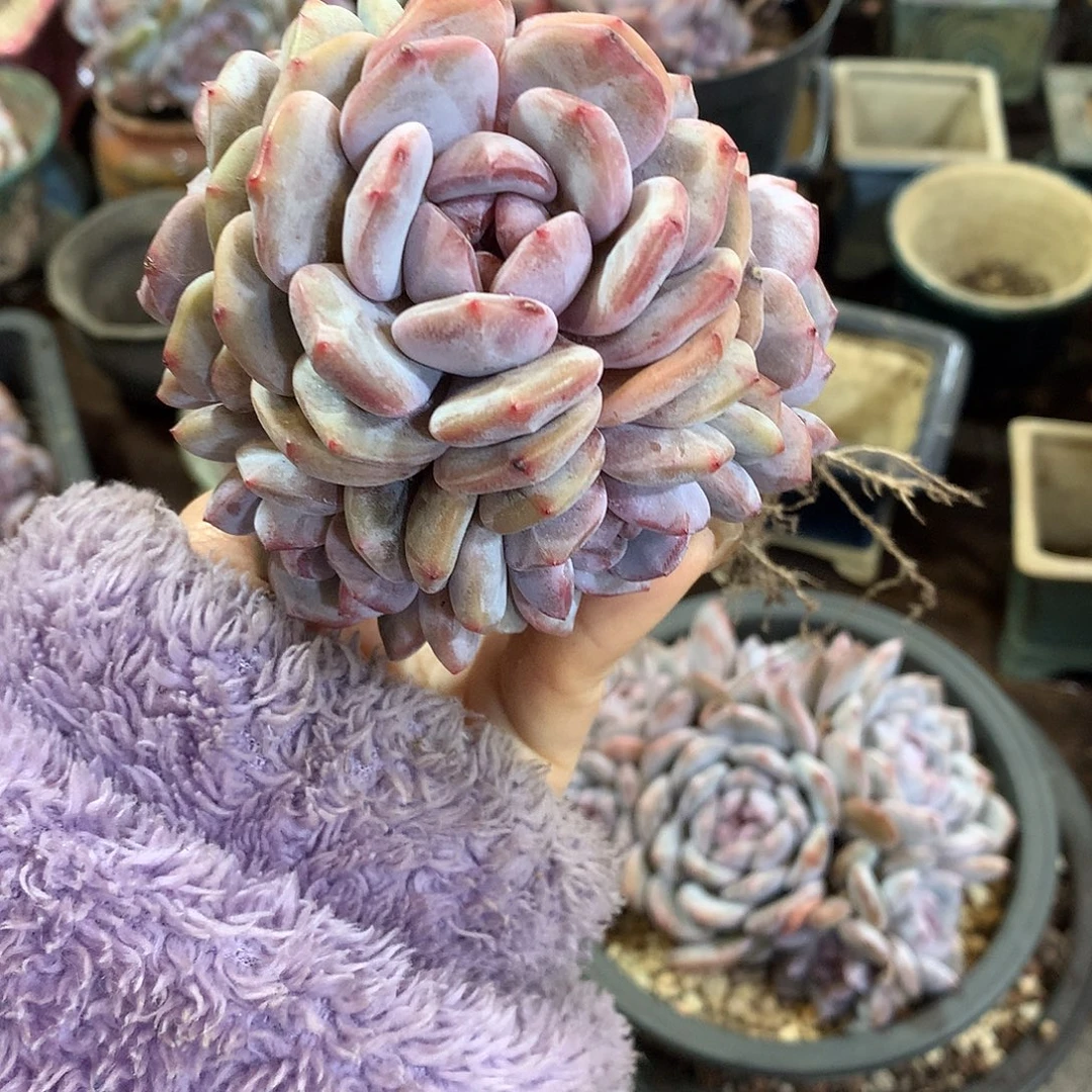 哈哈哈哈哈哈哈石榴籽