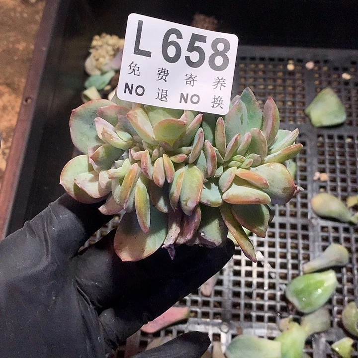 白凤缀化 多肉植物.9.27号左右发