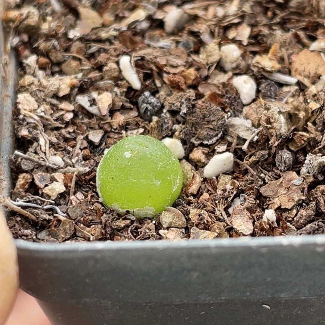 22-22哈默灯泡肉锥