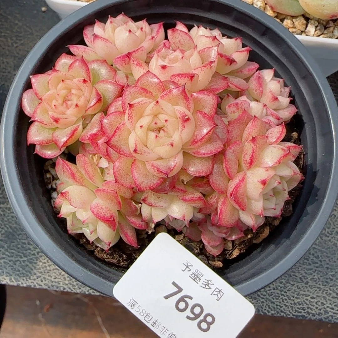 麦秆群，7698带盆发不包整