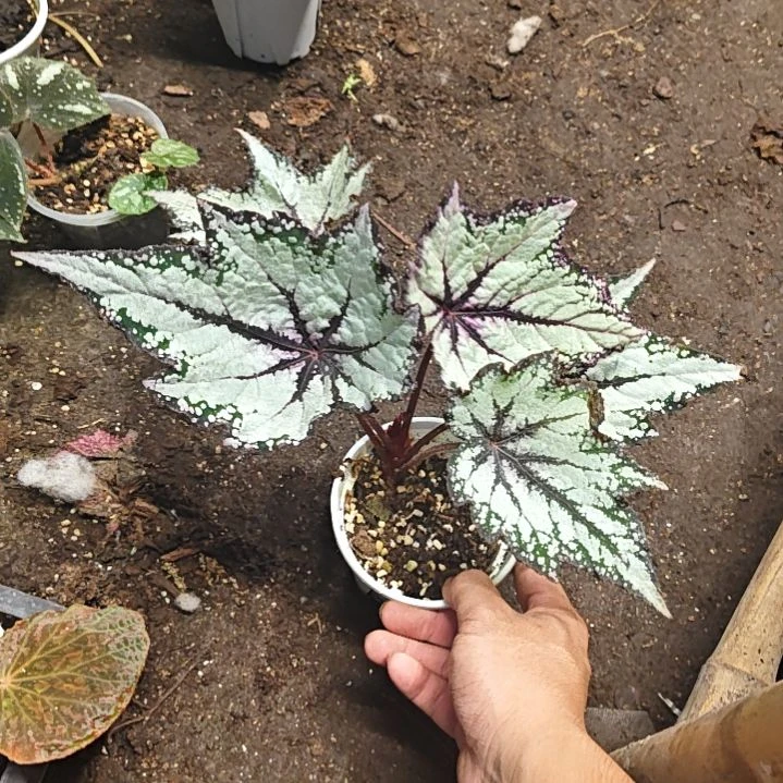 高登秋海棠一物一拍