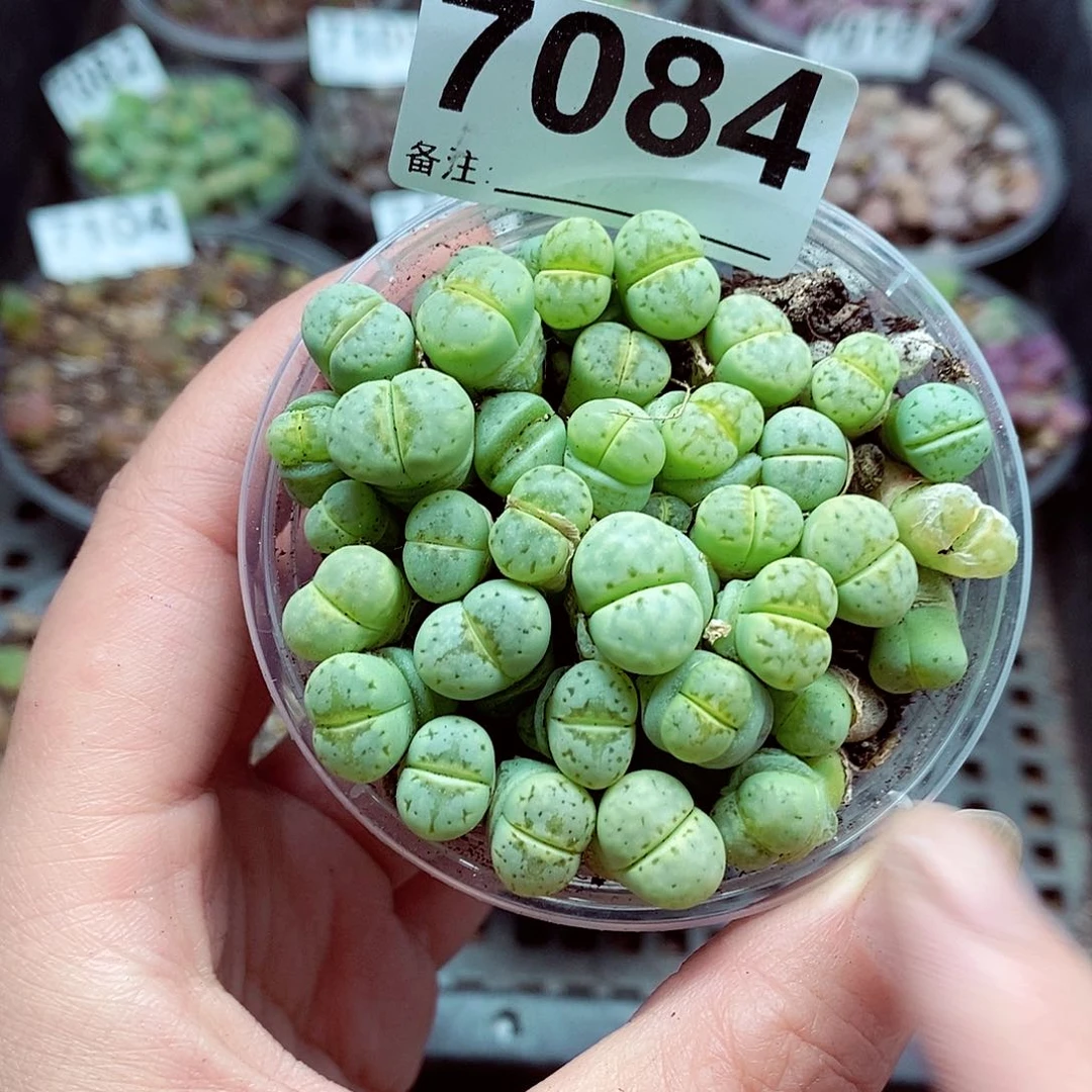7084奶油嘴啊啊啊啊