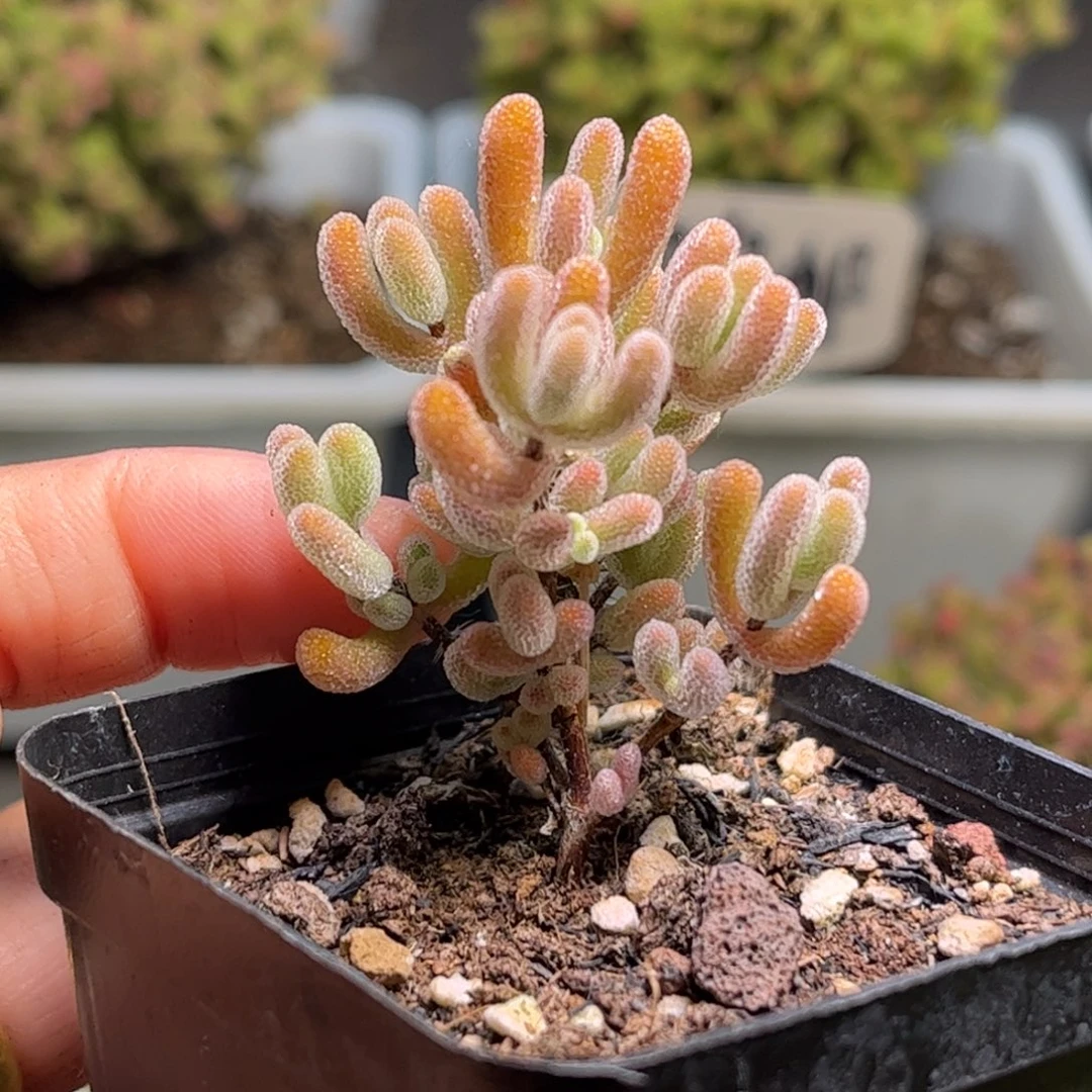 58实生橙叶优选枝干