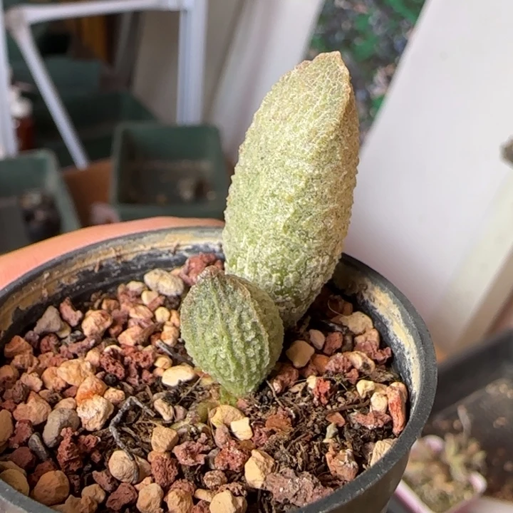 雍***清翠花水泡多肉植物