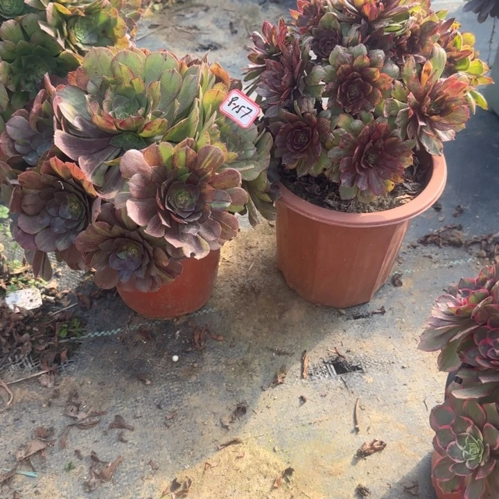 7-157花月夜加红丝绒多肉不包售后