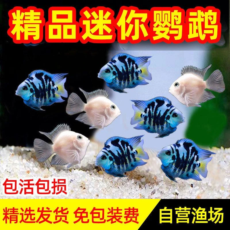 主播随机格迷你鹦鹉鱼渔场直发宝蓝白金胭脂粉