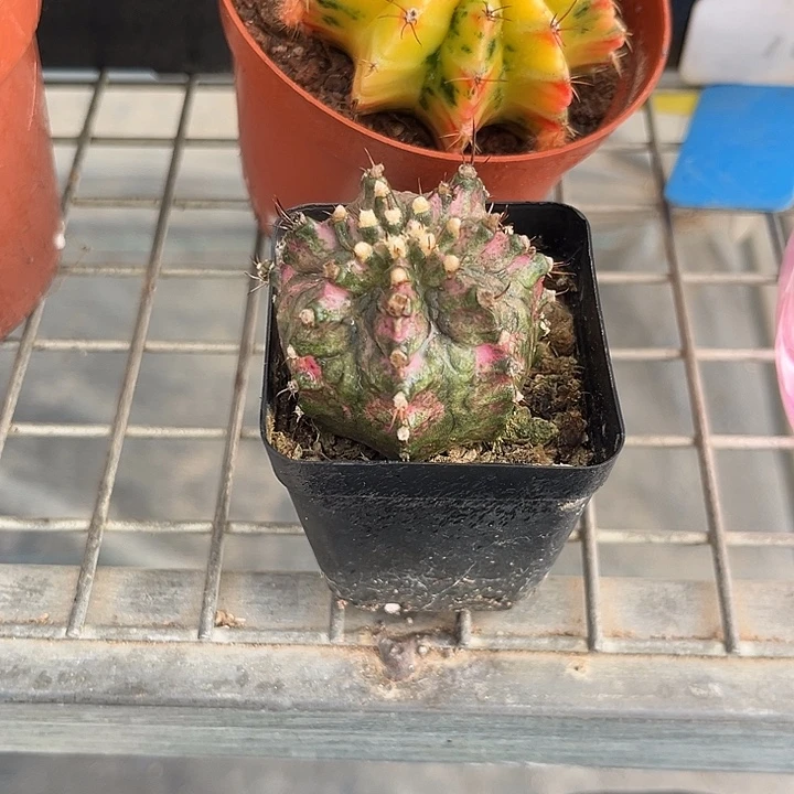 指***生我也不知道我为什么要这样