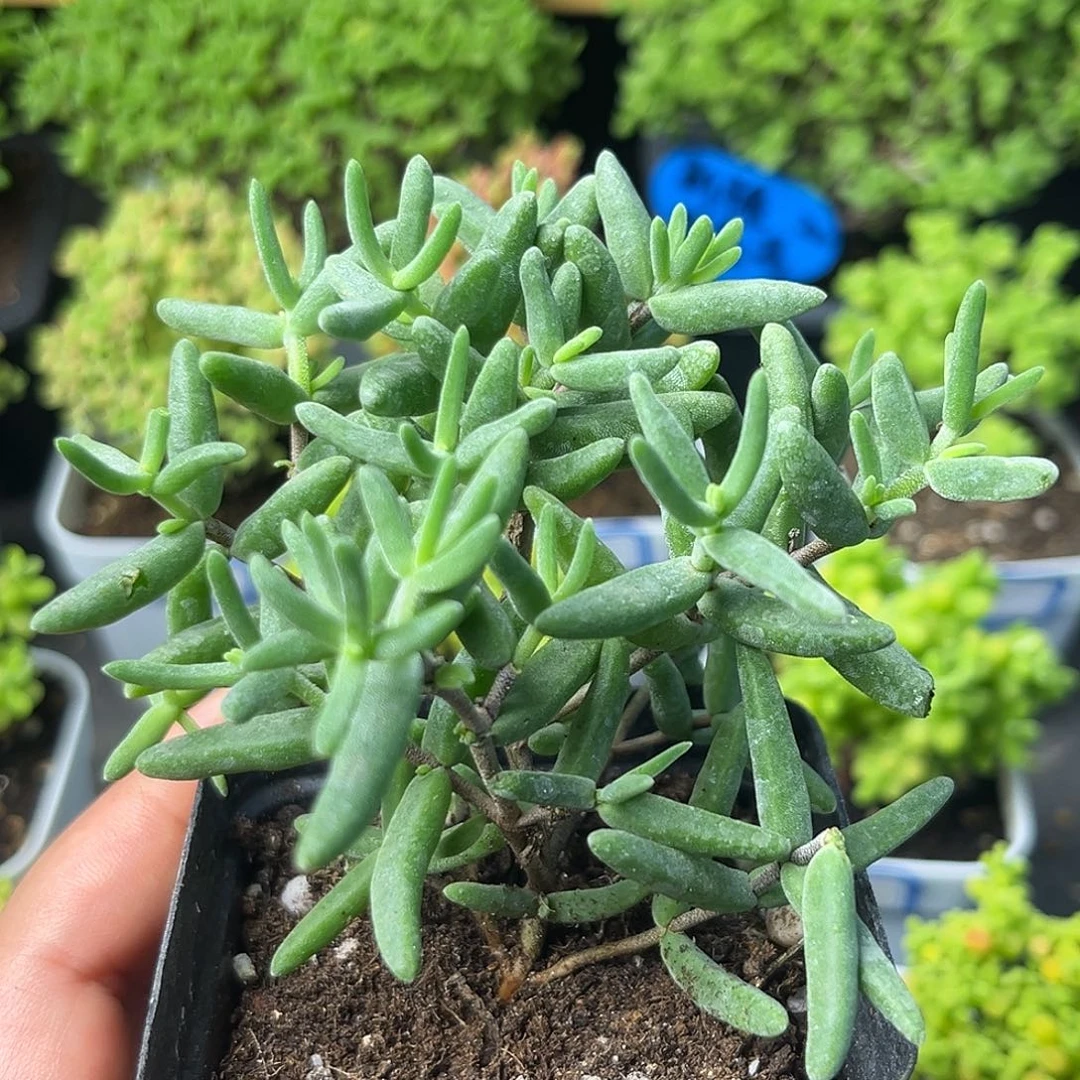 851香蕉。