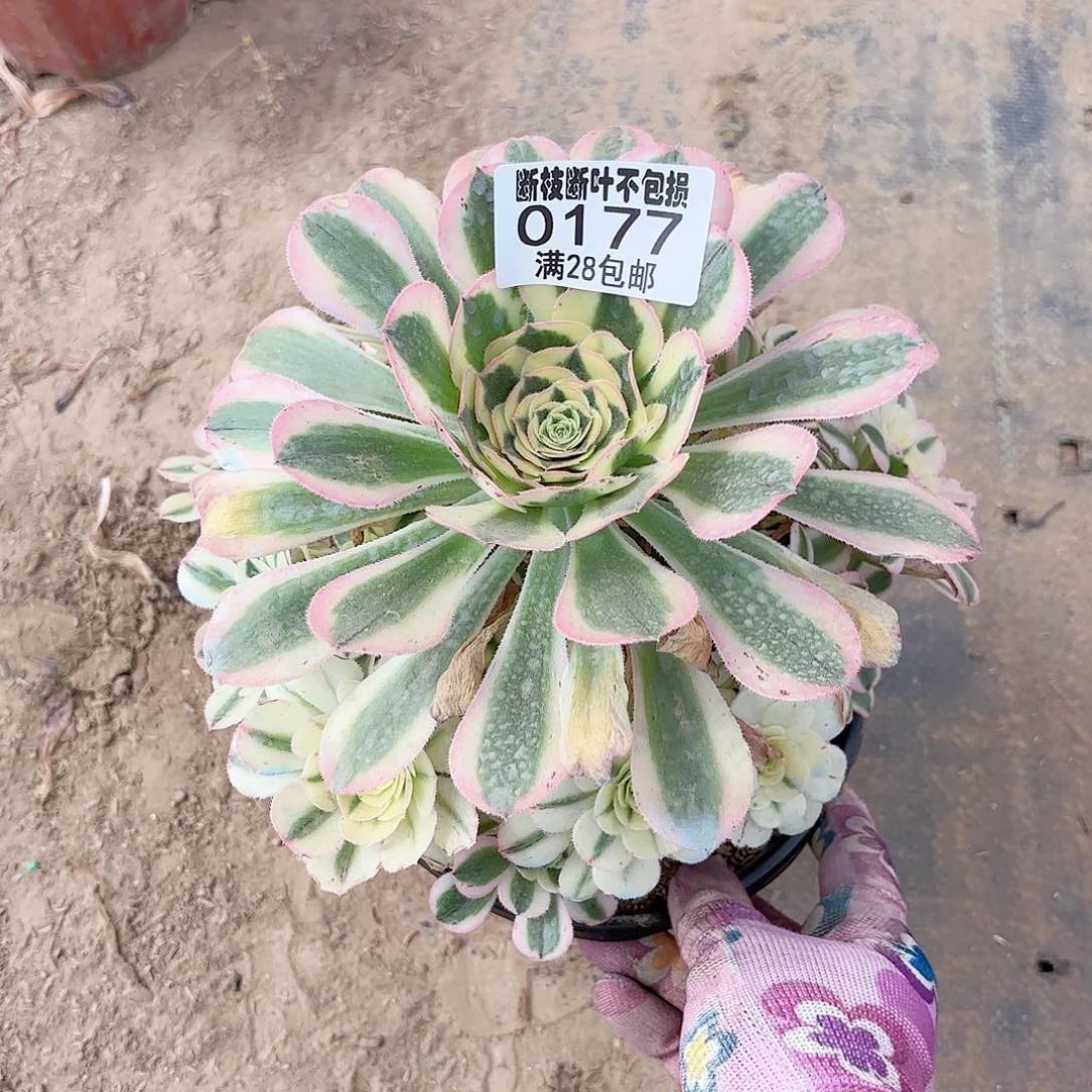 F. 177白兰地多肉122