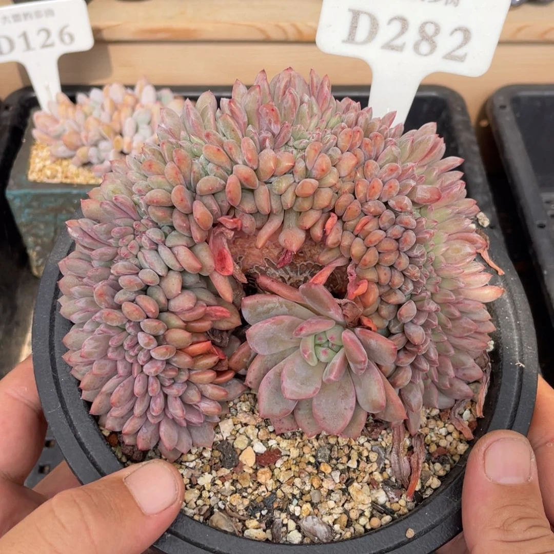 282爱丽儿不带盆13厘米