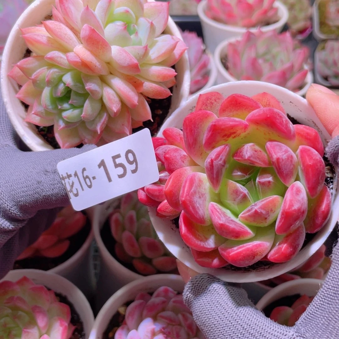 花利美16-159新品2颗