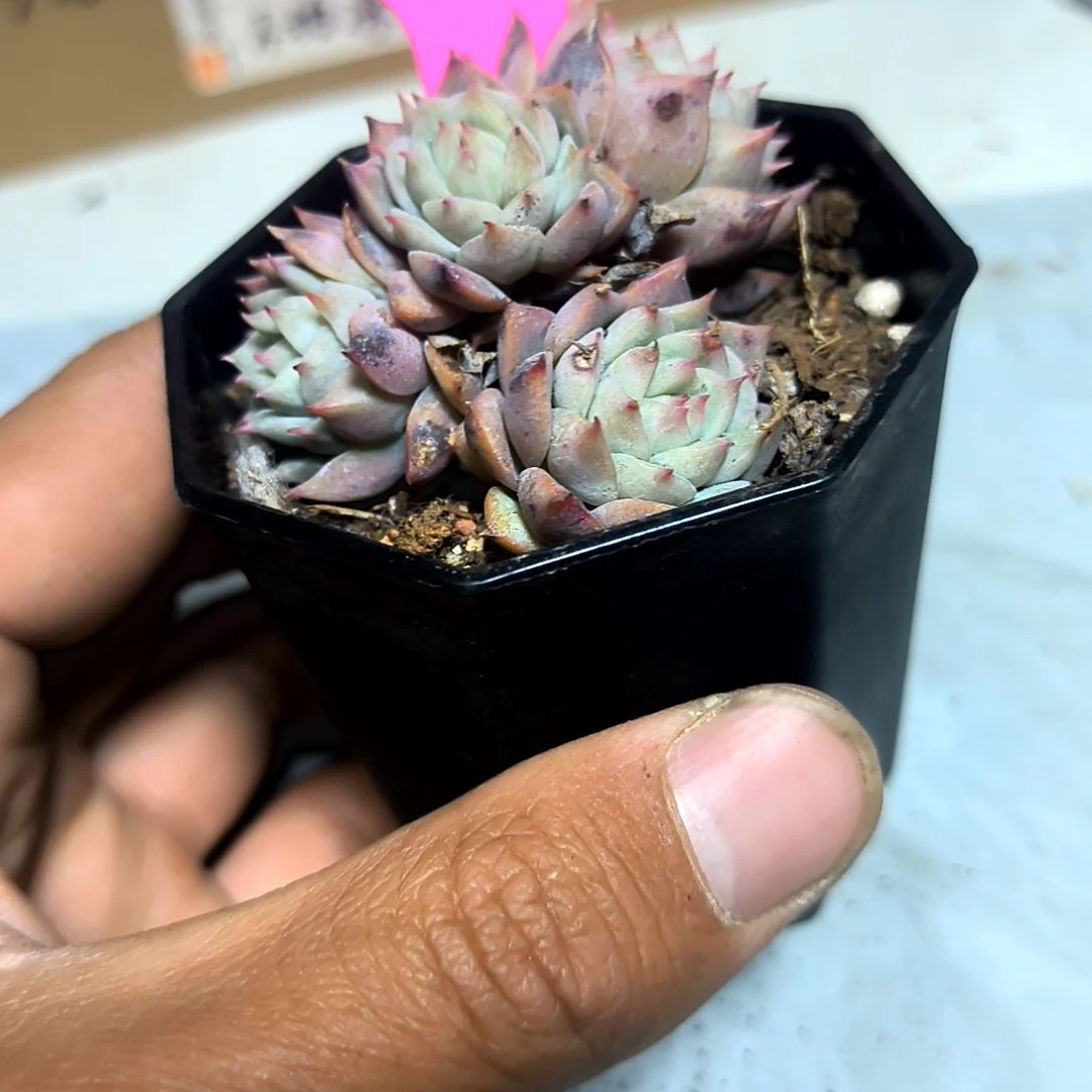 满6元包邮，桃梦tp群