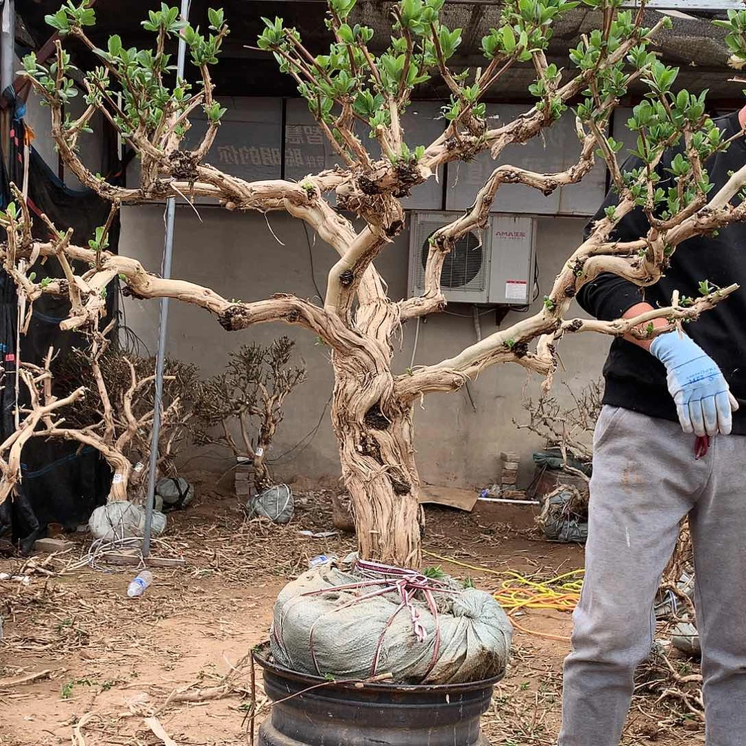 金银花556457568688