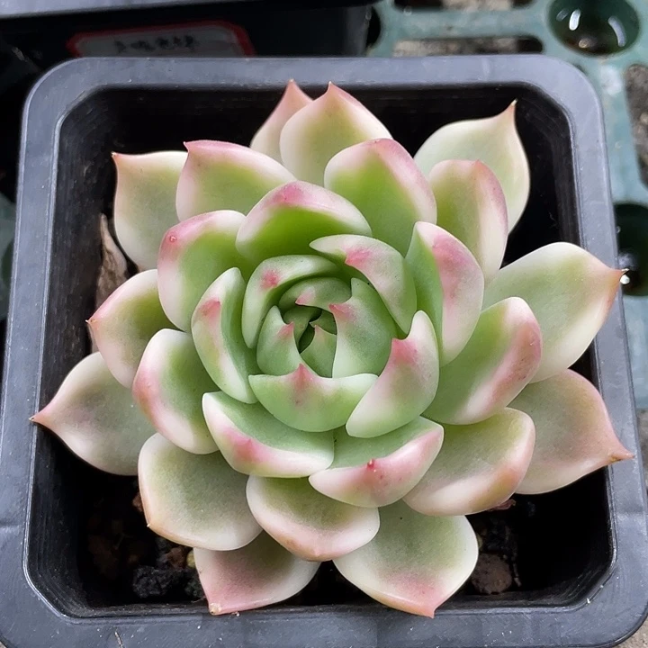 灵魂锦一物一拍锦龙