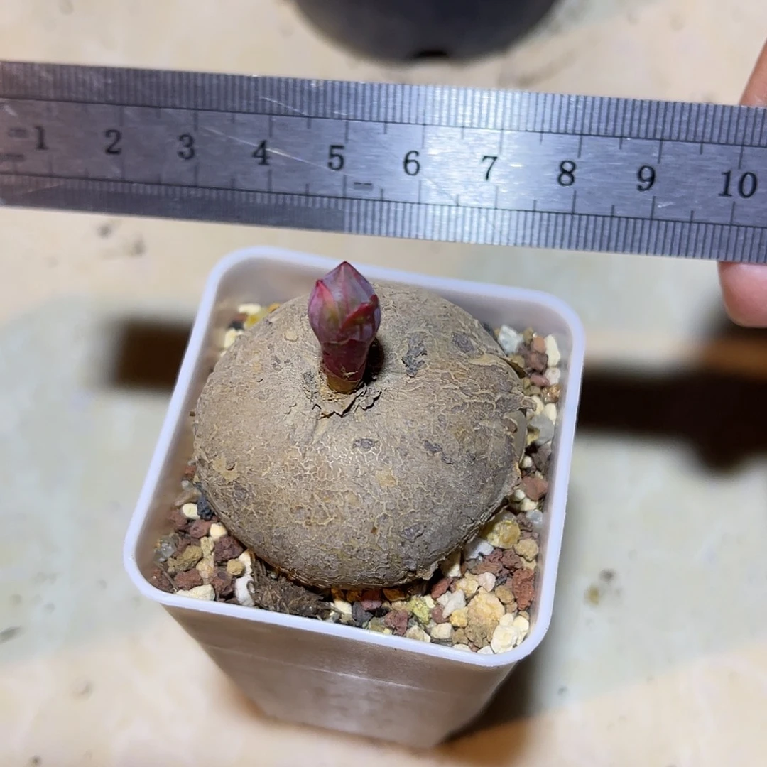 实生玫瑰大戟一物一拍