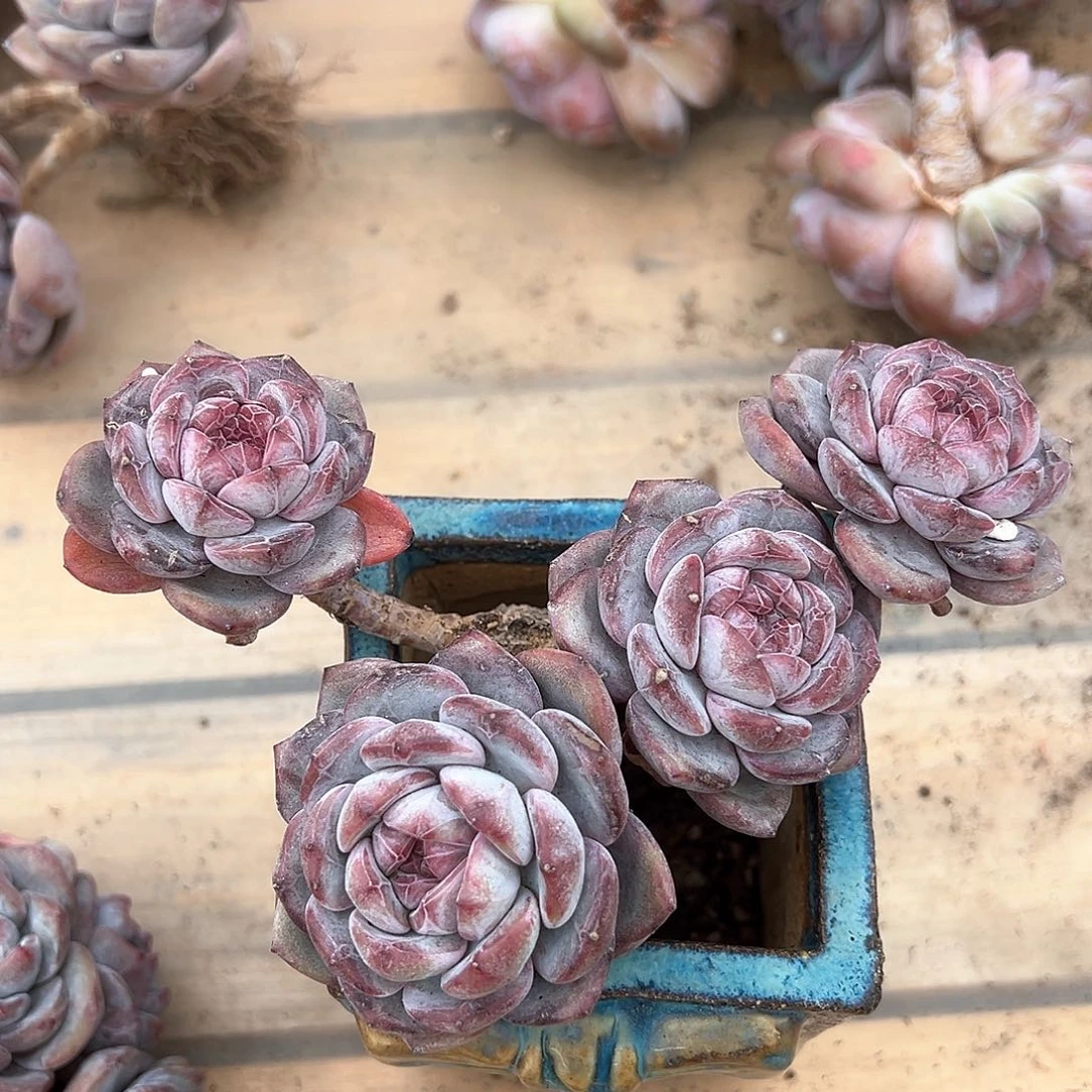 豌豆豆专拍石榴籽星影