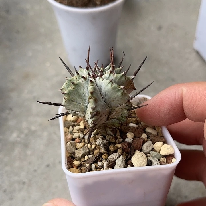 无花朵实生日系豪刺白衣魁伟玉