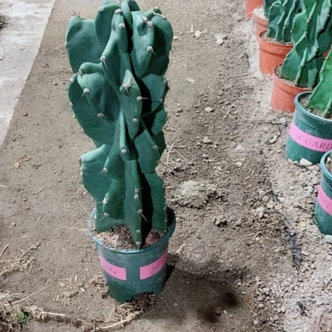 45公分左右原盆发货象腿量天尺