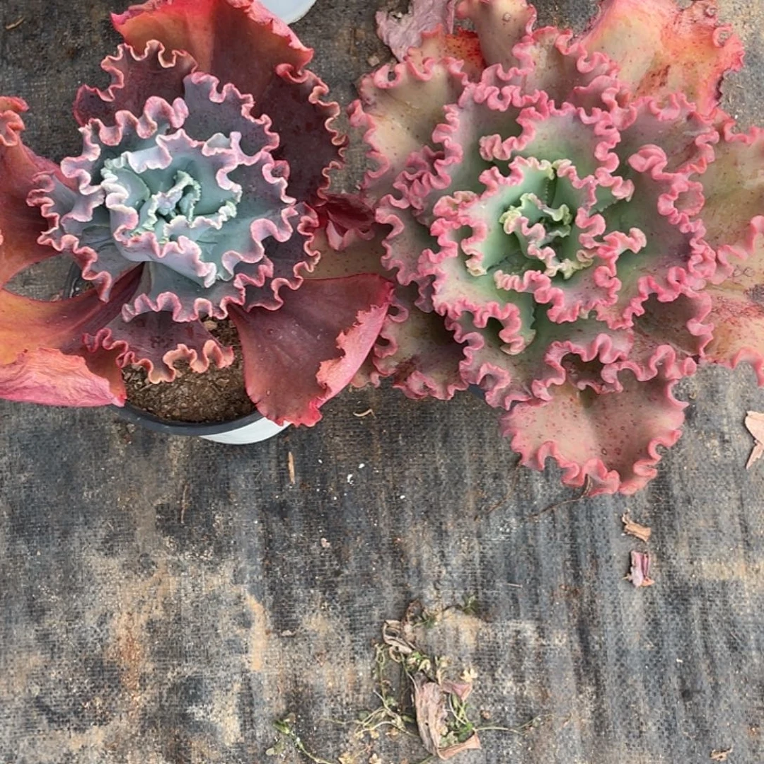 *****60号包菜系列多肉植物2棵