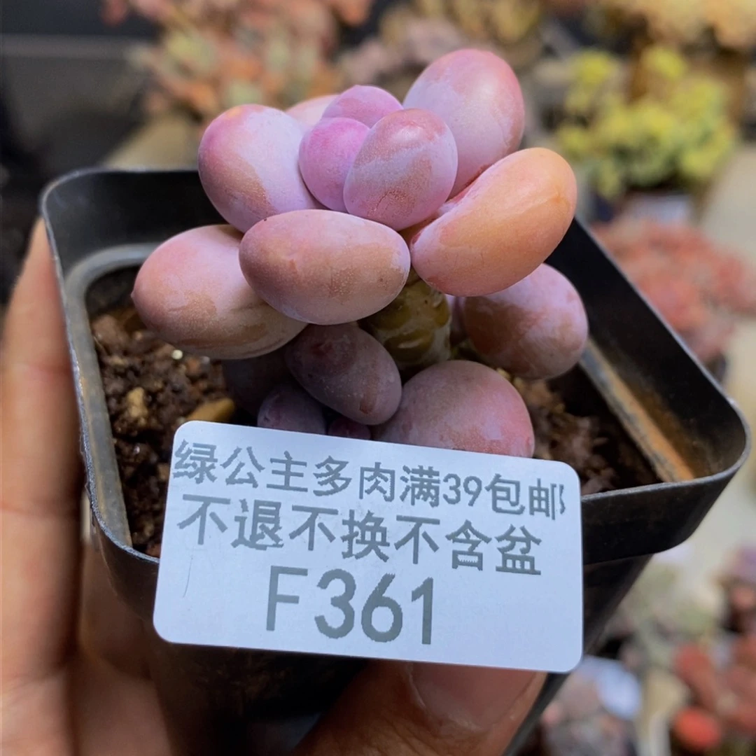 361蛋黄奶多肉4cm