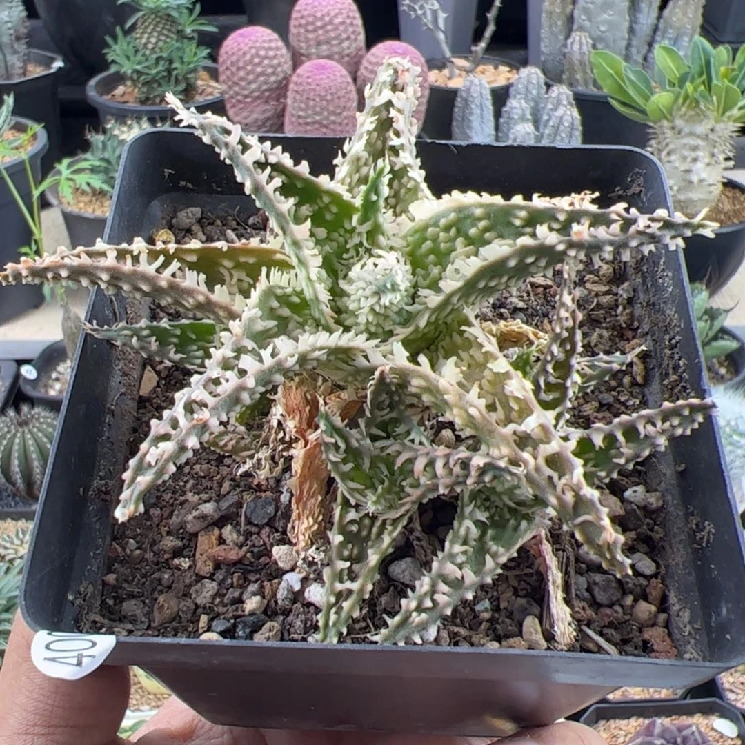 芦荟一物一拍默认脱土发