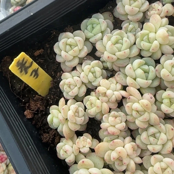 紫***铃秃子甜心小苗6颗一组