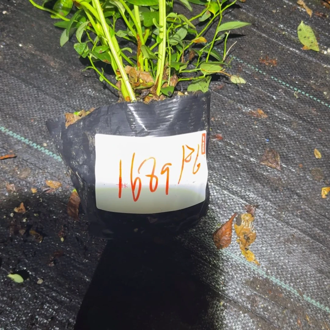 ****️中钵f6一物一拍1689