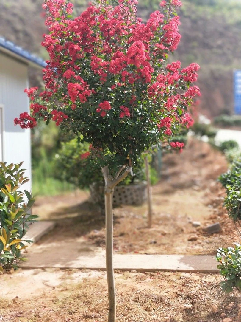 浓香型红火箭紫薇四季可种适合阳台小院种植