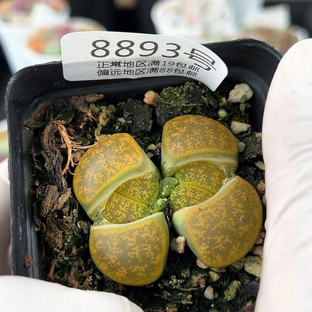 好养易活生石花大母本8893