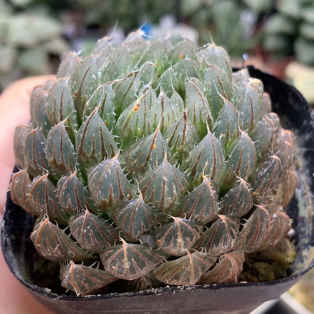 翠云玉露锦带惹怒了lloll