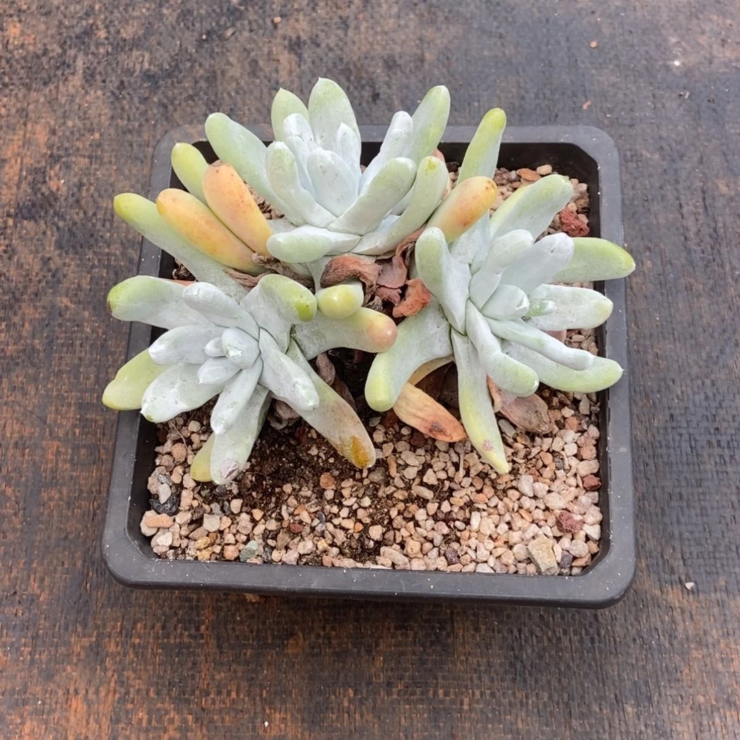 拇指多肉植物啦啦啦